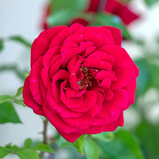 Harkness Rose 'Red Rumble'
