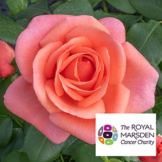 Catherine's Rose�