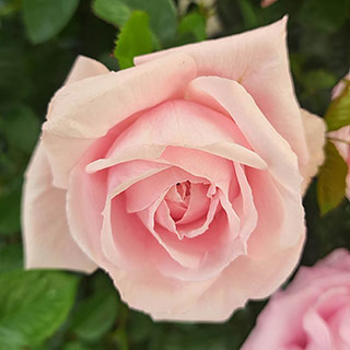 Harkness Rose 'Jane Austen's Emma' 
