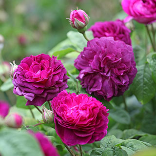 Rose 'Cardinal de Richelieu'