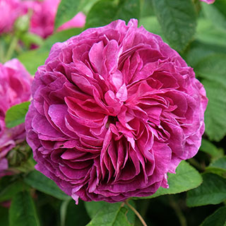 Rose 'Charles de Mills'