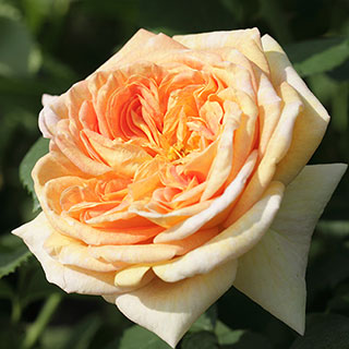 Rose 'Alchymist'