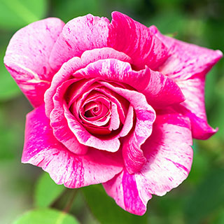 Rose 'Ferdinand Pichard'