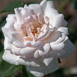 Rose 'Madame Alfred Carrire'