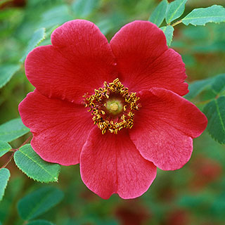 Rose moyesii 'Geranium'