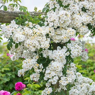 Rose 'Rambling Rector'