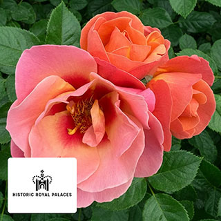 Historic Royal Palaces Rose