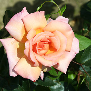 Harkness Climbing Rose 'Compassion' �