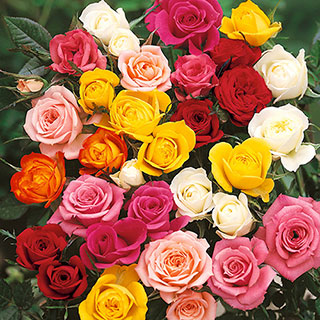 The 'Best Ever' Hybrid Tea Rose Bush Trio