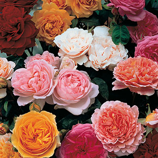 Classic 'Old English' Shrub Rose Trio