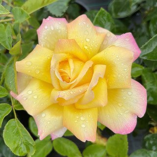 Rose 'Peace'