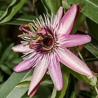 Passiflora 'Victoria'
