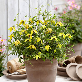 Clematis 'Little Lemons'