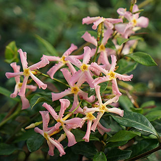 Trachelospermum Star Jasmine 'Pink'