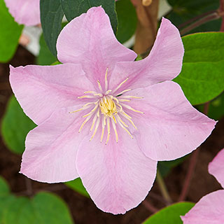 Clematis Patio 'Pompeii' Boulevard