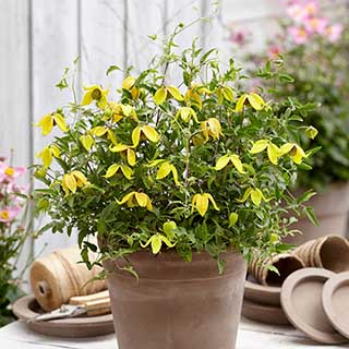 Clematis 'Little Lemons'