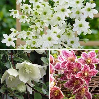 Winter Clematis Collection