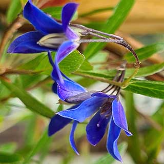 Sollya heterophylla 'Ultra Blue'