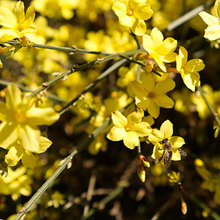 Winter Jasmine
