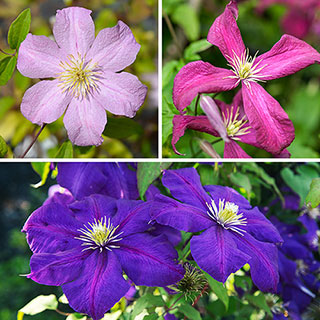 Summer Long Clematis Collection
