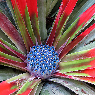 Hardy Bromeliad 'Fascicularia bicolour'