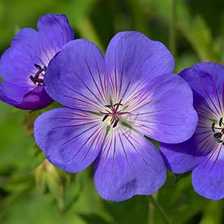 Geranium 'Rozanne' - RHS Plant of the Centenary
