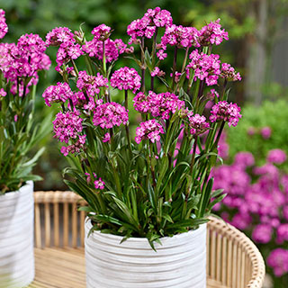 Lychnis 'Cherry Bubbles'