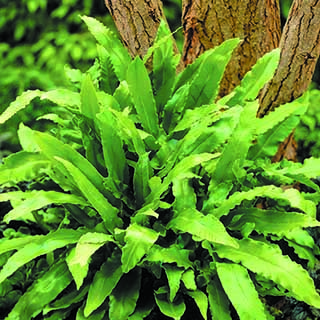 Hart's Tongue Fern