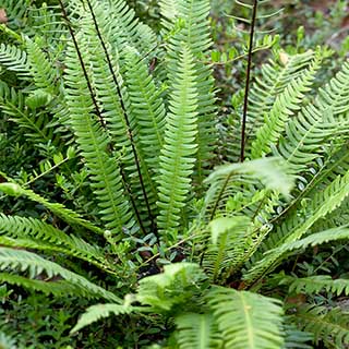 Holly Fern