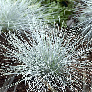 Blue Festuca Grass