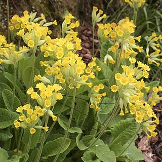 Primula veris - Cowslip