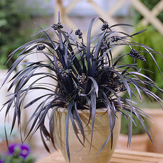 Ophiopogon  Black Dragon Grass