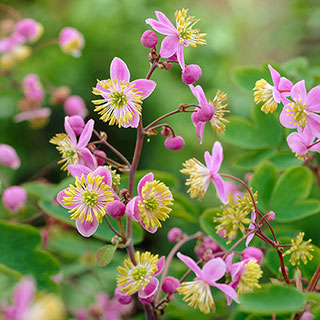 Thalictrum 'Meadow Rue'