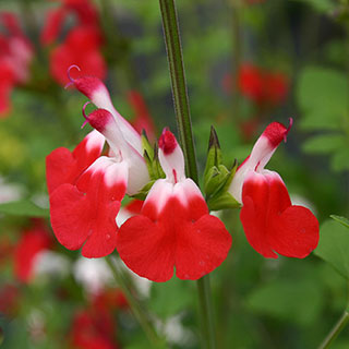 Salvia 'Hot Lips'