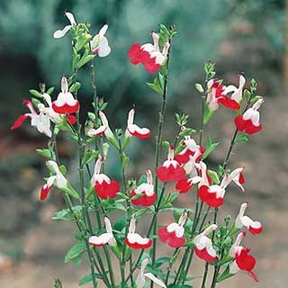 Salvia 'Hot Lips'