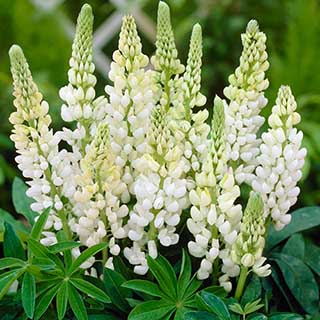 Lupin 'Gallery White'