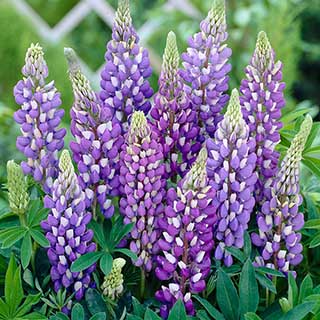 Lupin 'Gallery Blue'