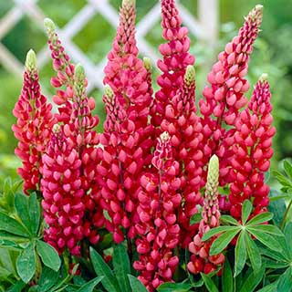 Lupin 'Gallery Red'