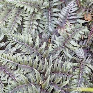 Athyrium niponicum 'Ursula's Red'