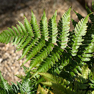Dryopteris erythrosora Buckler Fern