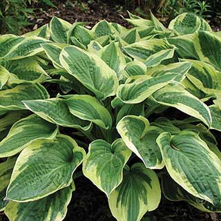 Hosta 'Wide Brim'