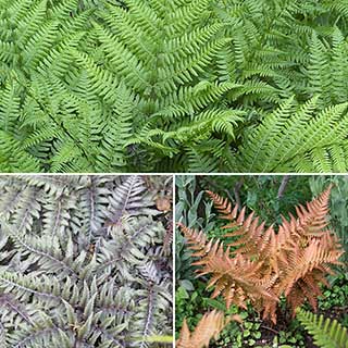 Colourful Hardy Fern Collection