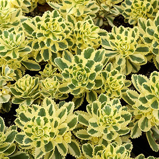 Sedum takesimense 'Atlantis' Stonecrop