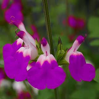 Salvia 'Amethyst Lips'