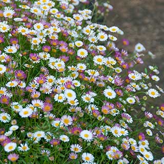 Erigeron karvinskianus 'Profusion' Mexican Fleabane