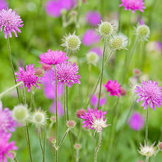 Knautia macedonica 'Melton Pastels'