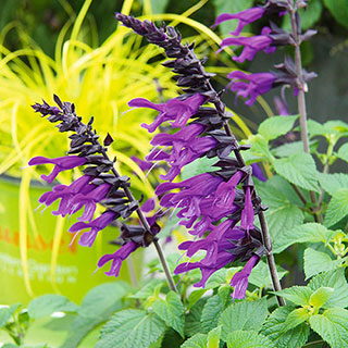 Salvia 'Amistad'