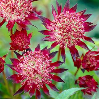Astrantia 'Claret'