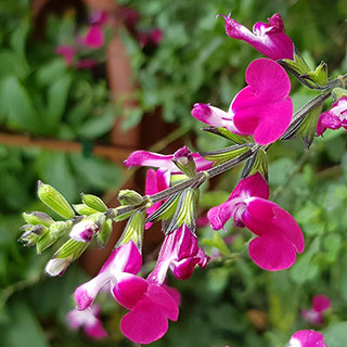 Salvia 'Cherry Lips'