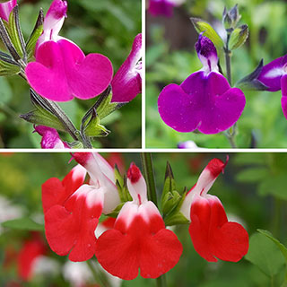 Salvia 'Lips' Collection